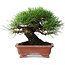 Pinus thunbergii, 18 cm, ± 15 años, en maceta japonesa hecha a mano