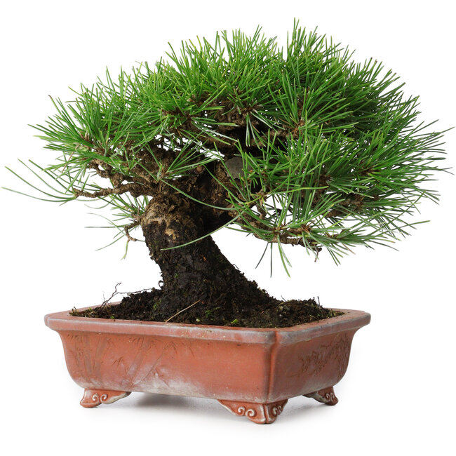 Pinus thunbergii, 18 cm, ± 15 jaar oud, in een handgemaakte Japanse pot