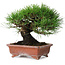 Pinus thunbergii, 18 cm, ± 15 jaar oud, in een handgemaakte Japanse pot
