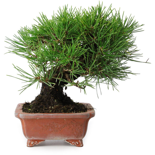 Pinus thunbergii, 18 cm, ± 15 jaar oud, in een handgemaakte Japanse pot