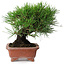 Pinus thunbergii, 18 cm, ± 15 años, en maceta japonesa hecha a mano