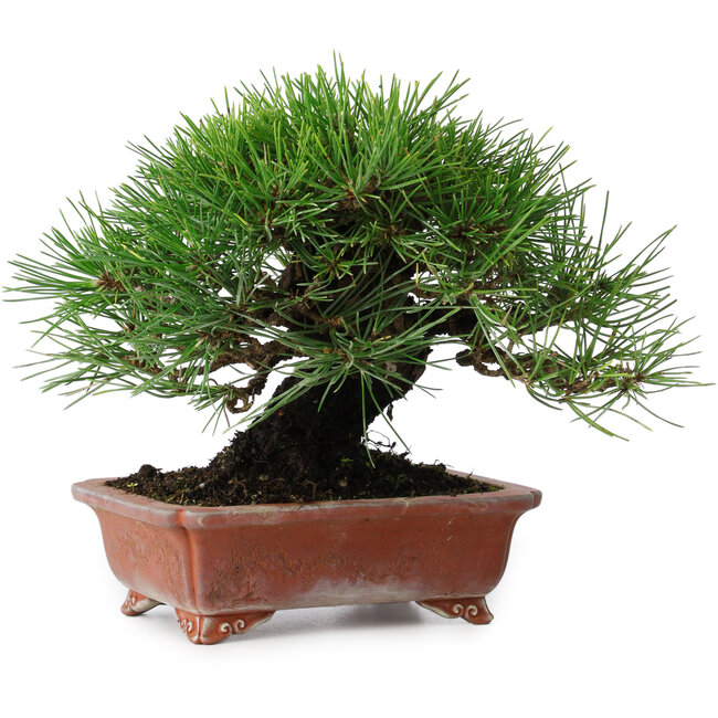 Pinus thunbergii, 18 cm, ± 15 ans, dans un pot japonais fait main