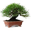 Pinus thunbergii, 18 cm, ± 15 ans, dans un pot japonais fait main