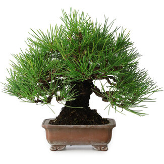 Pinus thunbergii, 20,5 cm, ± 15 jaar oud