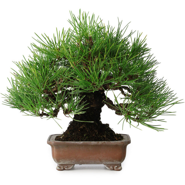 Pinus thunbergii, 20,5 cm, ± 15 jaar oud