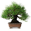 Pinus thunbergii, 20,5 cm, ± 15 jaar oud