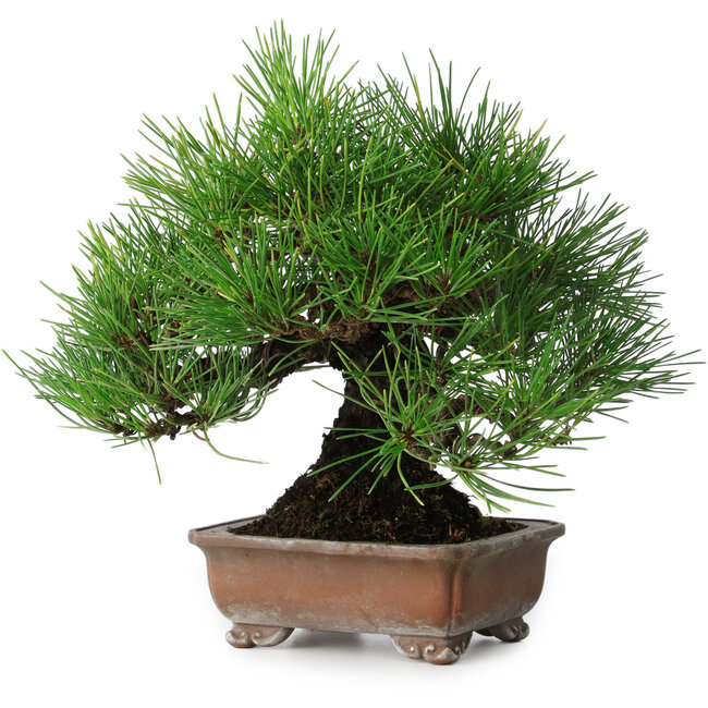 Pinus thunbergii, 20,5 cm, ± 15 years old