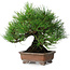 Pinus thunbergii, 20,5 cm, ± 15 ans