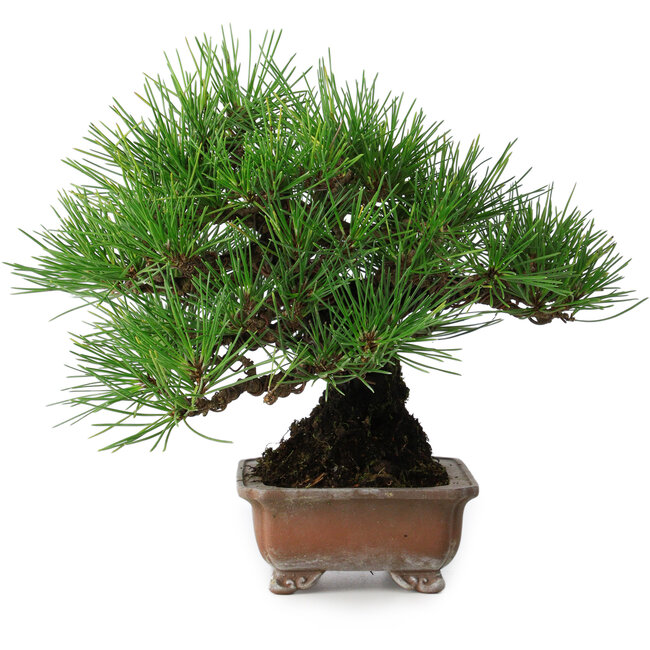 Pinus thunbergii, 20,5 cm, ± 15 ans