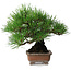 Pinus thunbergii, 20,5 cm, ± 15 ans