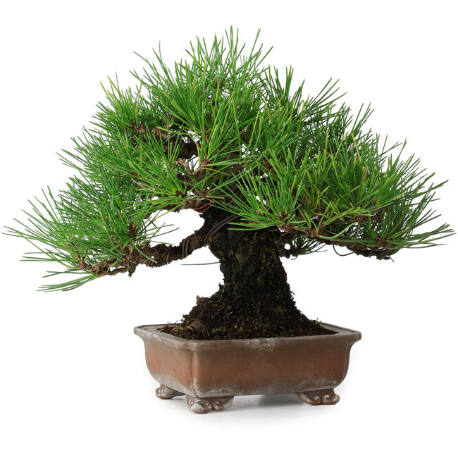 Pinus thunbergii, 20,5 cm, ± 15 años