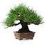Pinus thunbergii, 20,5 cm, ± 15 ans