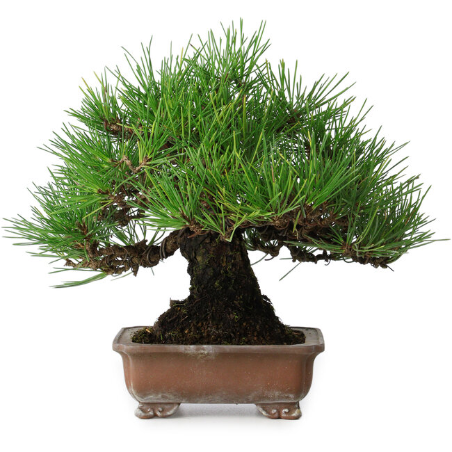 Pinus thunbergii, 20,5 cm, ± 15 years old