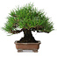Pinus thunbergii, 20,5 cm, ± 15 ans