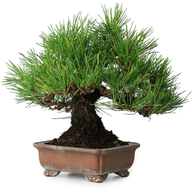 Pinus thunbergii, 20,5 cm, ± 15 anni