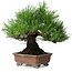 Pinus thunbergii, 20,5 cm, ± 15 ans