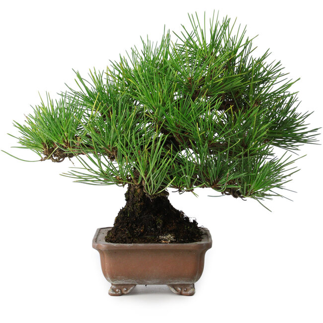 Pinus thunbergii, 20,5 cm, ± 15 Jahre alt