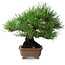 Pinus thunbergii, 20,5 cm, ± 15 jaar oud