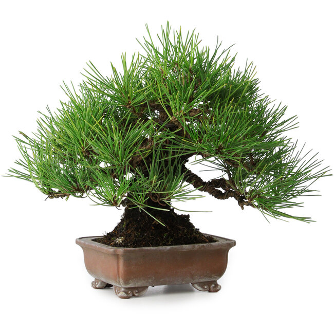 Pinus thunbergii, 20,5 cm, ± 15 years old