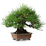 Pinus thunbergii, 20,5 cm, ± 15 jaar oud