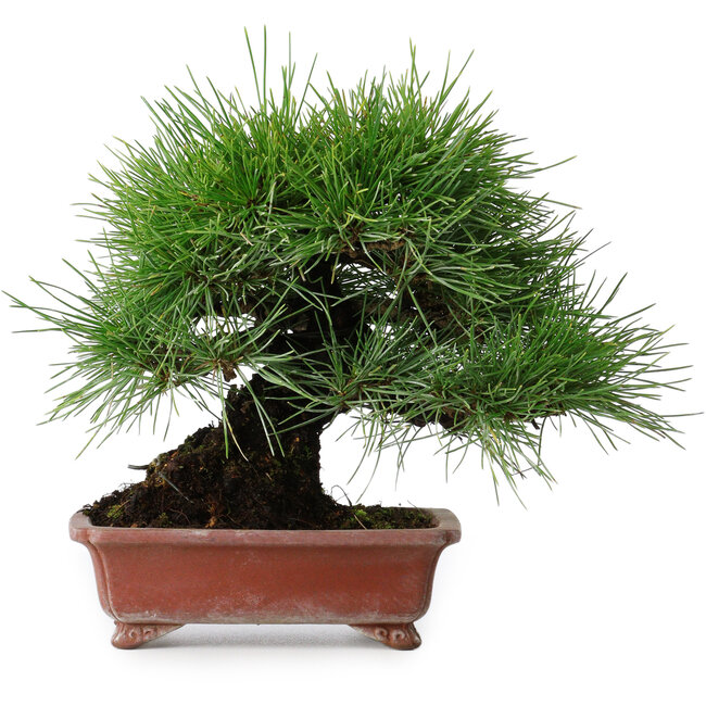 Pinus thunbergii, 18,5 cm, ± 15 jaar oud, in een handgemaakte Japanse pot van Shibakatsu