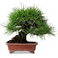 Pinus thunbergii, 18,5 cm, ± 15 ans, dans un pot japonais fait main par Shibakatsu