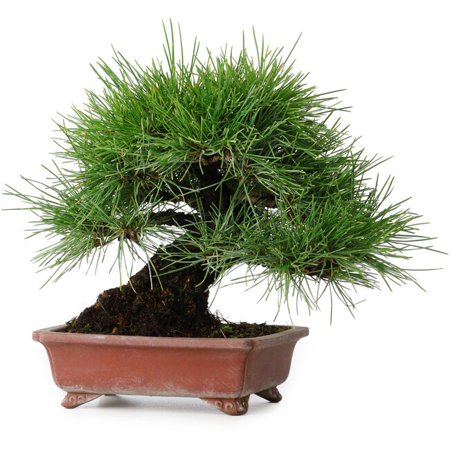 Pinus thunbergii, 18,5 cm, ± 15 anni, in un vaso giapponese fatto a mano da Shibakatsu