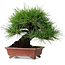 Pinus thunbergii, 18,5 cm, ± 15 jaar oud, in een handgemaakte Japanse pot van Shibakatsu