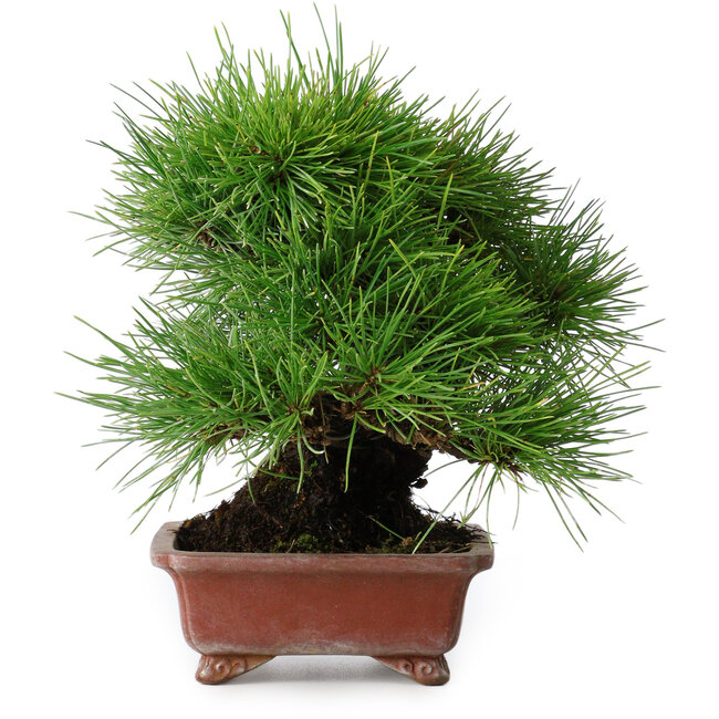 Pinus thunbergii, 18,5 cm, ± 15 ans, dans un pot japonais fait main par Shibakatsu