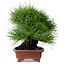 Pinus thunbergii, 18,5 cm, ± 15 jaar oud, in een handgemaakte Japanse pot van Shibakatsu