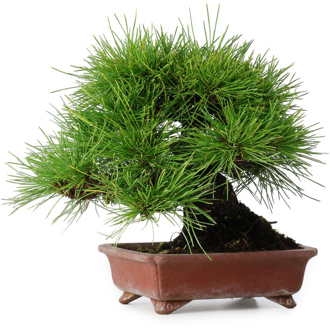 Pinus thunbergii, 18,5 cm, ± 15 anni, in un vaso giapponese fatto a mano da Shibakatsu