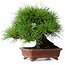 Pinus thunbergii, 18,5 cm, ± 15 jaar oud, in een handgemaakte Japanse pot van Shibakatsu