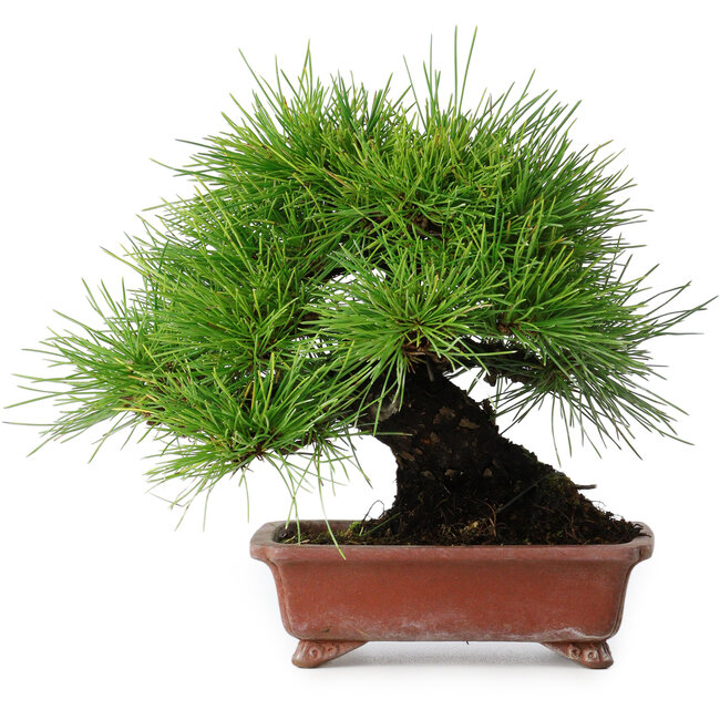 Pinus thunbergii, 18,5 cm, ± 15 years old, in a handmade Japanese pot by Shibakatsu