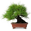 Pinus thunbergii, 18,5 cm, ± 15 ans, dans un pot japonais fait main par Shibakatsu