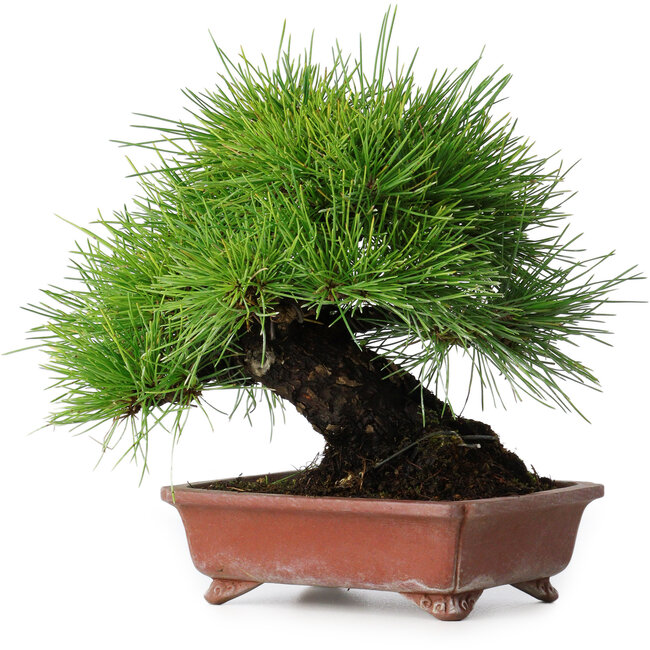 Pinus thunbergii, 18,5 cm, ± 15 anni, in un vaso giapponese fatto a mano da Shibakatsu