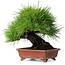Pinus thunbergii, 18,5 cm, ± 15 ans, dans un pot japonais fait main par Shibakatsu