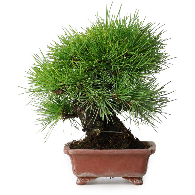 Pinus thunbergii, 18,5 cm, ± 15 ans, dans un pot japonais fait main par Shibakatsu