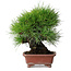 Pinus thunbergii, 18,5 cm, ± 15 jaar oud, in een handgemaakte Japanse pot van Shibakatsu