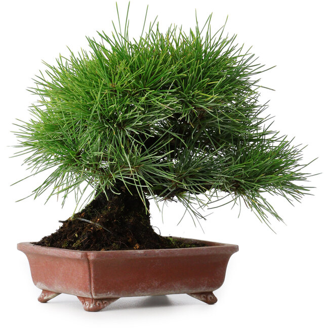 Pinus thunbergii, 18,5 cm, ± 15 Jahre alt, in einem handgefertigten japanischen Topf von Shibakatsu