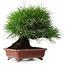 Pinus thunbergii, 18,5 cm, ± 15 jaar oud, in een handgemaakte Japanse pot van Shibakatsu