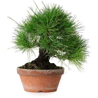 Pinus thunbergii, 19,5 cm, ± 15 jaar oud