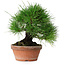 Pinus thunbergii, 19,5 cm, ± 15 jaar oud