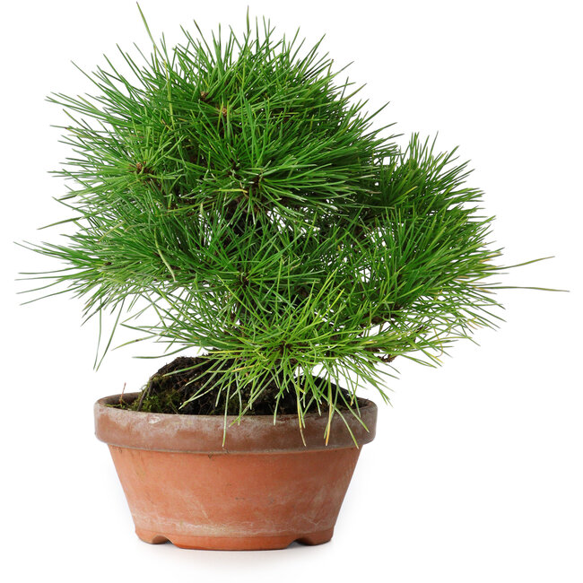 Pinus thunbergii, 19,5 cm, ± 15 ans