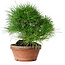 Pinus thunbergii, 19,5 cm, ± 15 jaar oud