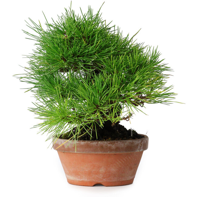Pinus thunbergii, 19,5 cm, ± 15 years old