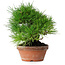 Pinus thunbergii, 19,5 cm, ± 15 ans