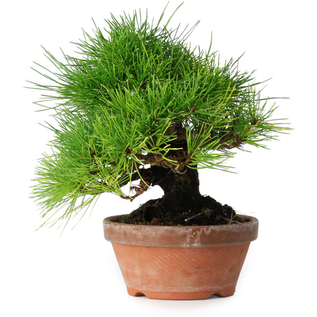 Pinus thunbergii, 19,5 cm, ± 15 jaar oud