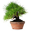 Pinus thunbergii, 19,5 cm, ± 15 ans