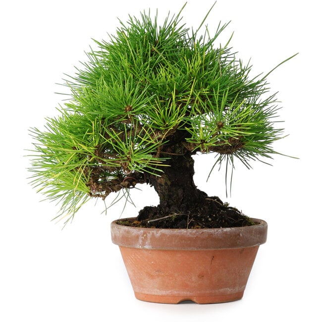 Pinus thunbergii, 19,5 cm, ± 15 ans
