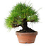 Pinus thunbergii, 19,5 cm, ± 15 jaar oud